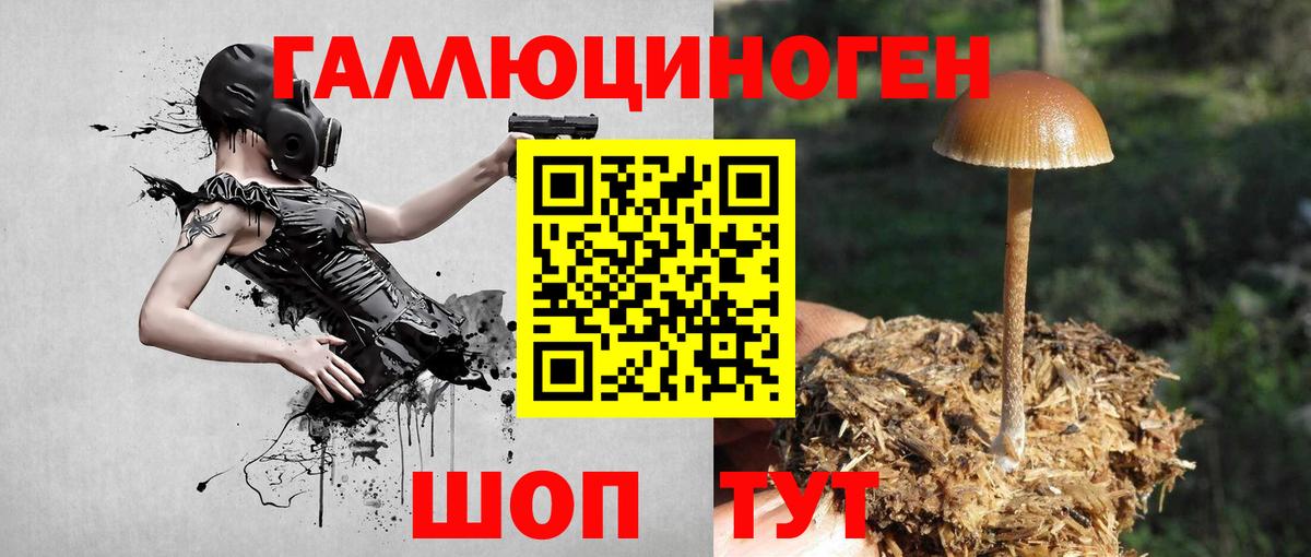 купить наркотики сайты  Вход с VPN  Сунжа  Псилоцибиновые грибы ЛСД 